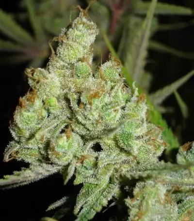 1024 (Medical Seeds) Cannabis-Samen