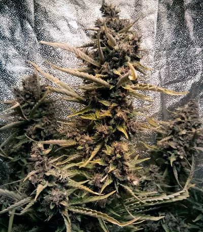 ​​​​​​​Auto Blackberry Kush feminisierte Samen