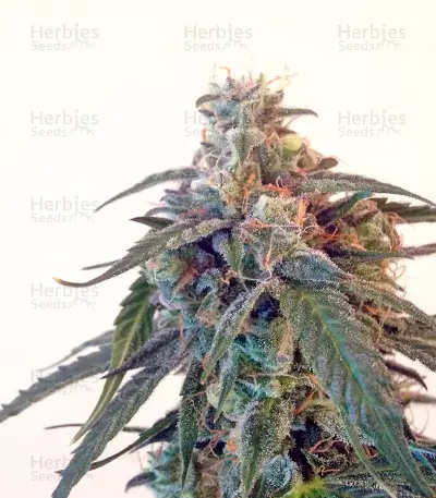 Blue Auto Mazar strain