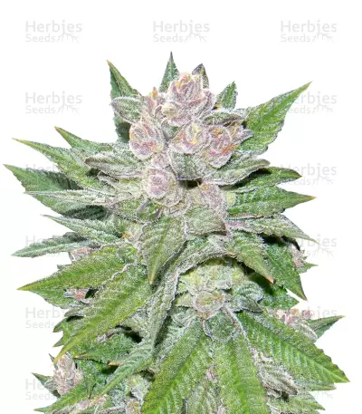 Blueberry Cheesecake (Female Seeds) Cannabis-Samen