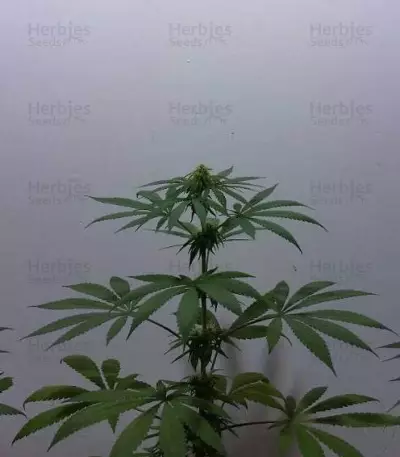 Bona Dea CBD+ (Vision Seeds) Cannabis-Samen