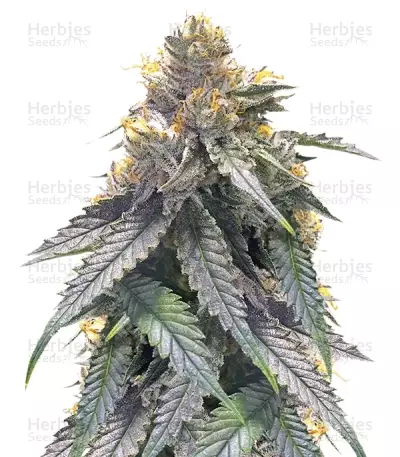 Bubba's Gift (Humboldt Seeds) Cannabis-Samen