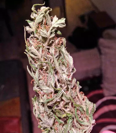 Critical Jack Autoflowering (Dinafem Seeds) Cannabis-Samen