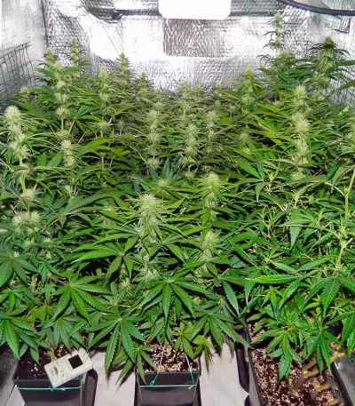 Freddy's Best (Dutch Passion) Cannabis-Samen