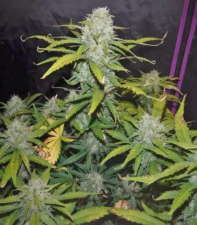 Green Crack Auto (Fast Buds) Cannabis-Samen