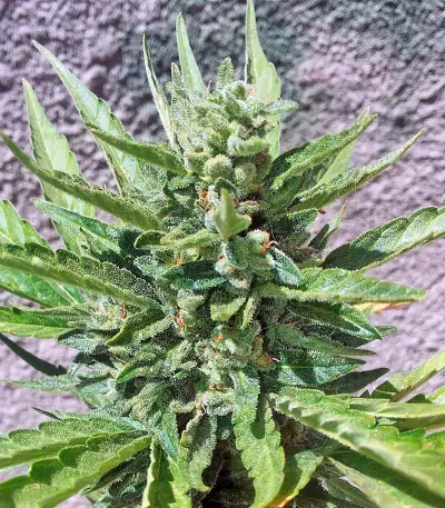 Industrial Plant (Dinafem Seeds) Cannabis-Samen