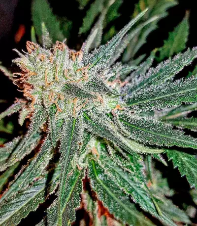 Lemon Cake (Heavyweight Seeds) Cannabis-Samen
