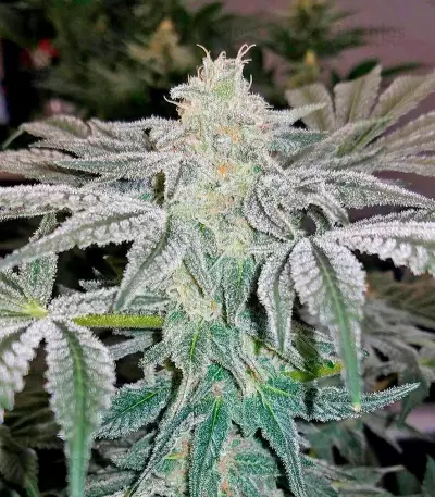 Mazar Kush (World of Seeds) Cannabis-Samen