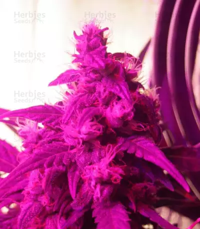 Northern Light Blue Auto (Delicious Seeds) Cannabis-Samen