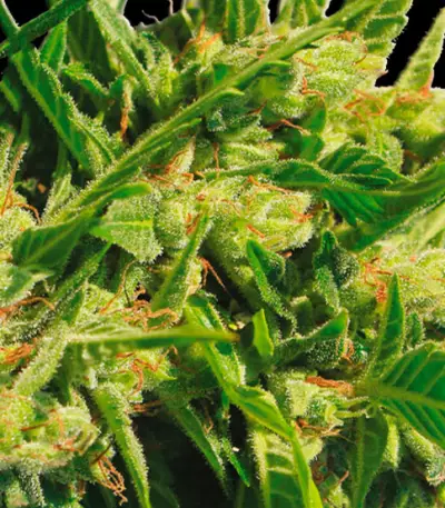 Northern Lights Auto (Vision Seeds) Cannabis-Samen