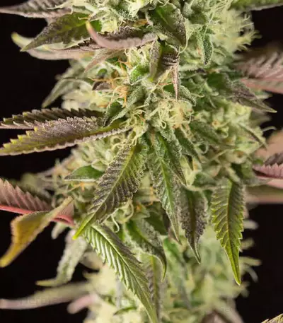 Remo Chemo (Dinafem Seeds) Cannabis-Samen