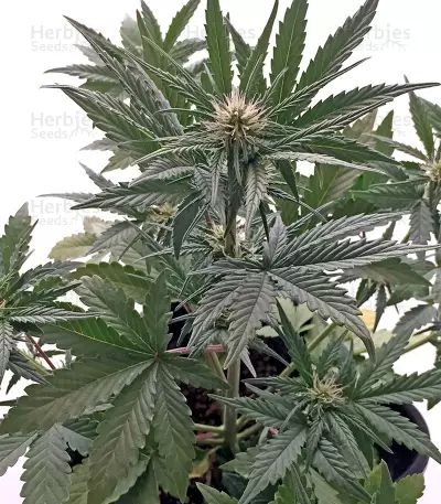 Roadrunner Autoflowering (Dinafem Seeds) Cannabis-Samen