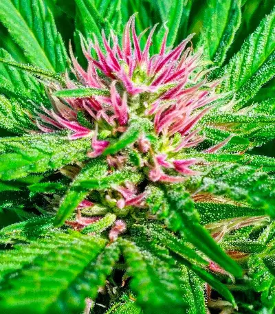 Serious 6 regular (Serious Seeds) Cannabis-Samen