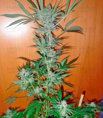 Space (World of Seeds) Cannabis-Samen