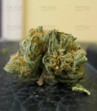 White Berry (VIP Seeds) Cannabis-Samen