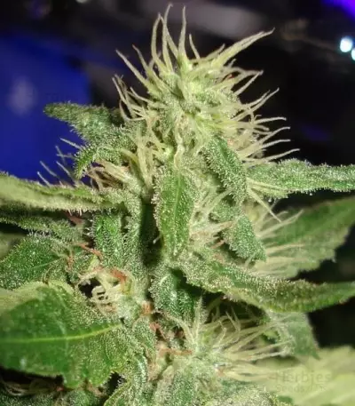 White Rhino (GHS) Cannabis-Samen