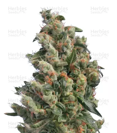 Kushage regular (T.H. Seeds) Cannabis-Samen