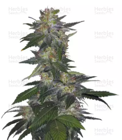 The Hog regular (T.H. Seeds) Cannabis-Samen