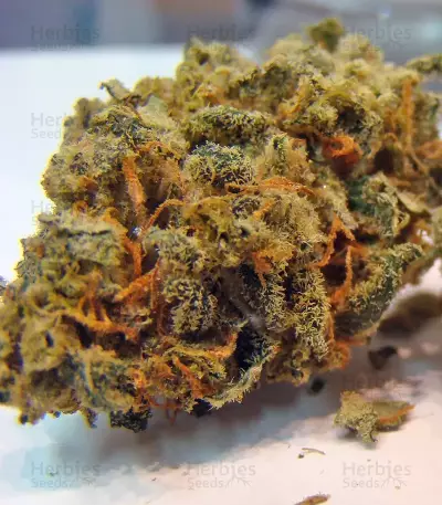 Acapulco Gold feminisiertes Saatgut (Barney's Farm)