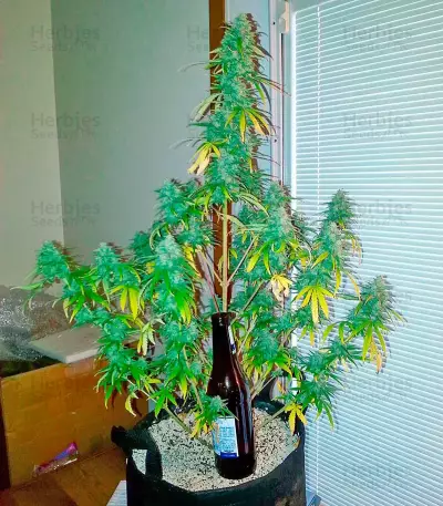Chocolate Skunk (00 Seeds) Cannabis-Samen