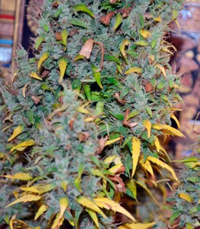 Auto Nefertiti (Pyramid Seeds) Cannabis-Samen