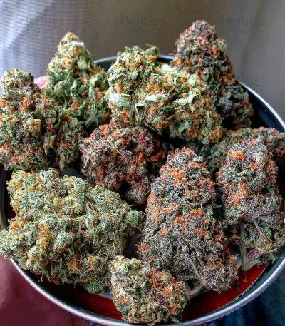 Auto Blueberry (Dutch Passion) Cannabis-Samen