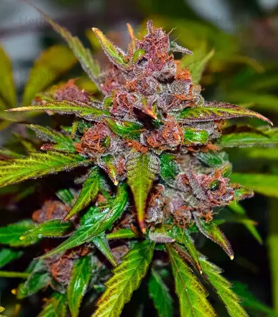 Auto Frisian Dew (Dutch Passion) Cannabis-Samen