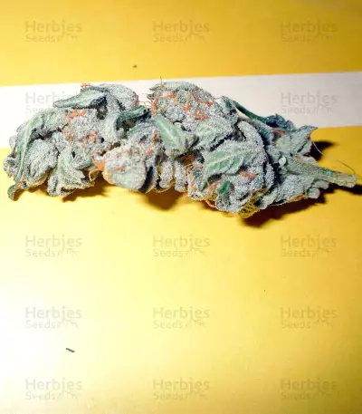 Damnesia Autoflowering (Strain Hunters) Cannabis-Samen