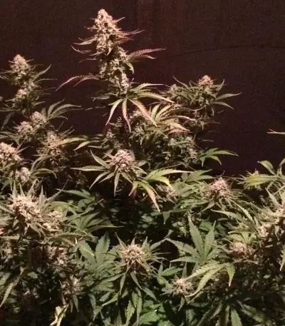 Fast & Vast Auto (Heavyweight Seeds) Cannabis-Samen