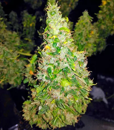 Fruit Punch Auto feminisiertes Saatgut (Heavyweight Seeds)