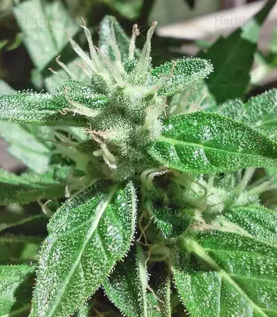 Jumping Black Dash Auto (Dr. Krippling Seeds) Cannabis-Samen