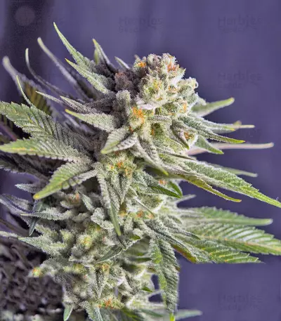 Killer Kush F1 Fast Version (Sweet Seeds) Cannabis-Samen
