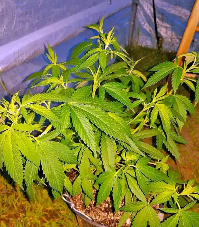 Papaya (Nirvana Seeds) Cannabis-Samen