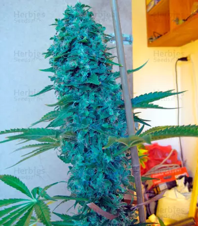 Point of No Return regular (Mandala Seeds) Cannabis-Samen