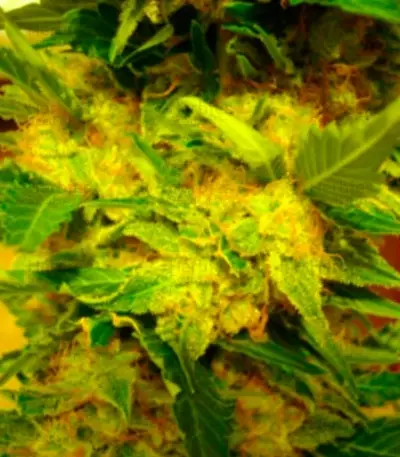 White Berry (VIP Seeds) Cannabis-Samen