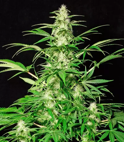 White Russian (Serious Seeds) Cannabis-Samen