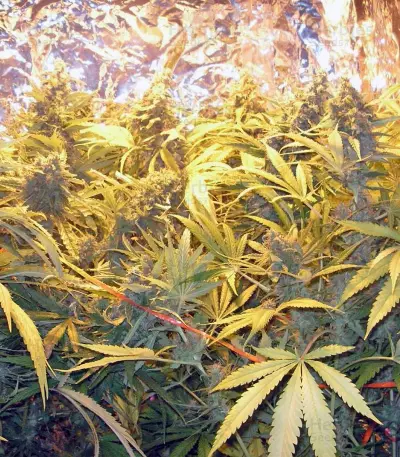 Snow Fruit (Sweet Seeds) Cannabis-Samen