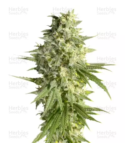Double Dutch (Serious Seeds) Cannabis-Samen