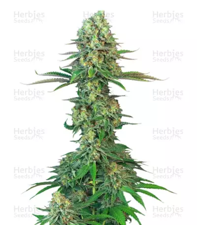 Bubblegum (T.H. Seeds) Cannabis-Samen
