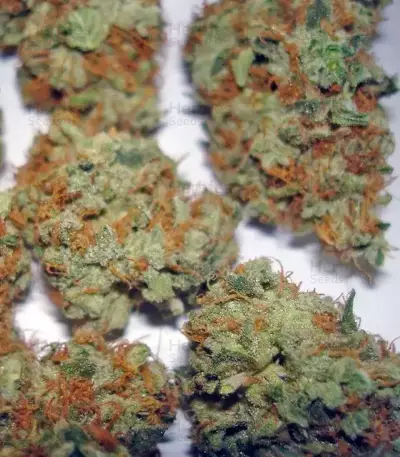 Bubba Kush (GHS) Cannabis-Samen