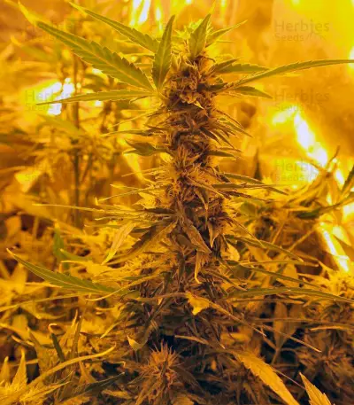 Auto Super Hash (Pyramid Seeds) Cannabis-Samen