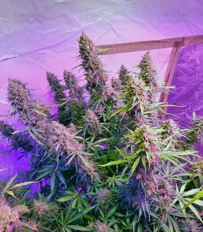 Auto Ultimate (Dutch Passion) Cannabis-Samen