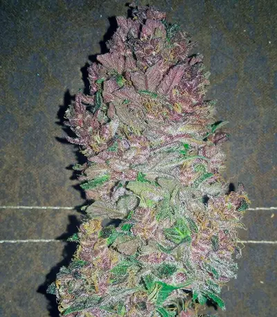 Bloody Skunk Auto (Sweet Seeds) Cannabis-Samen