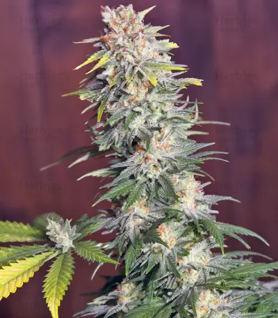 Killer Kush F1 Fast Version (Sweet Seeds) Cannabis-Samen