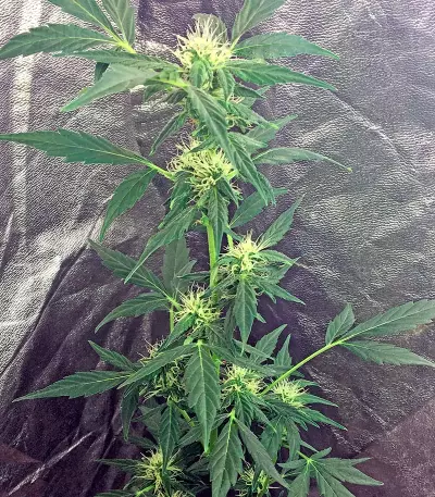 Moby Dick Autoflowering (Dinafem Seeds) Cannabis-Samen