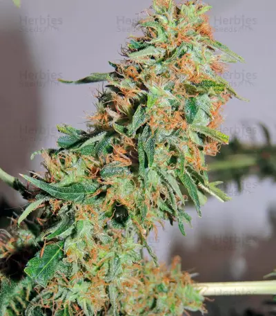 Orange Bud regular (Dutch Passion) Cannabis-Samen