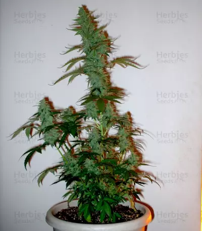 Supersonic Cristal Storm Auto (Samsara Seeds) Cannabis-Samen
