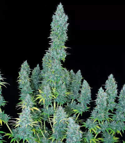 Serious Happiness (Serious Seeds) Cannabis-Samen