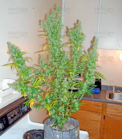 Sweet Coffee Ryder Auto (World of Seeds) Cannabis-Samen
