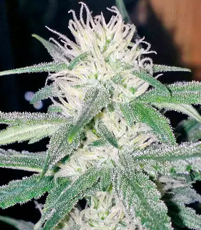 White Cheese Autoflowering (Dinafem Seeds) Cannabis-Samen